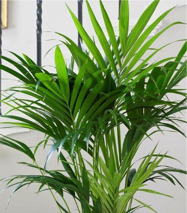Howea fosteriana