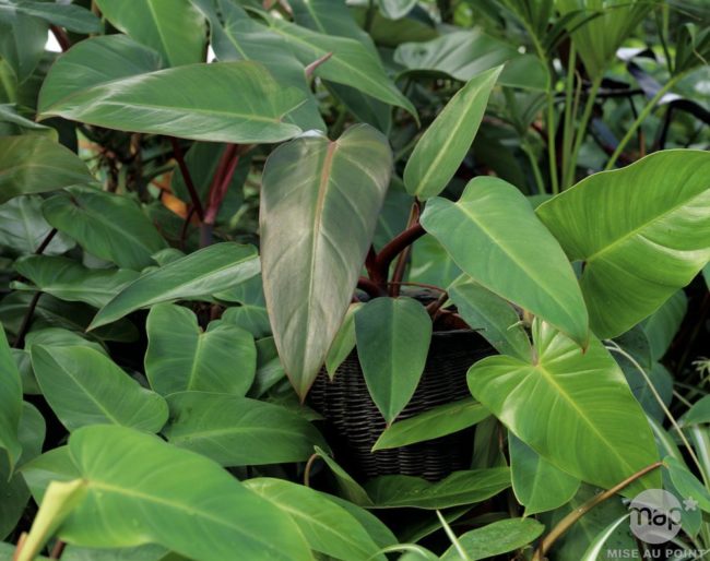 Philodendron erubescens