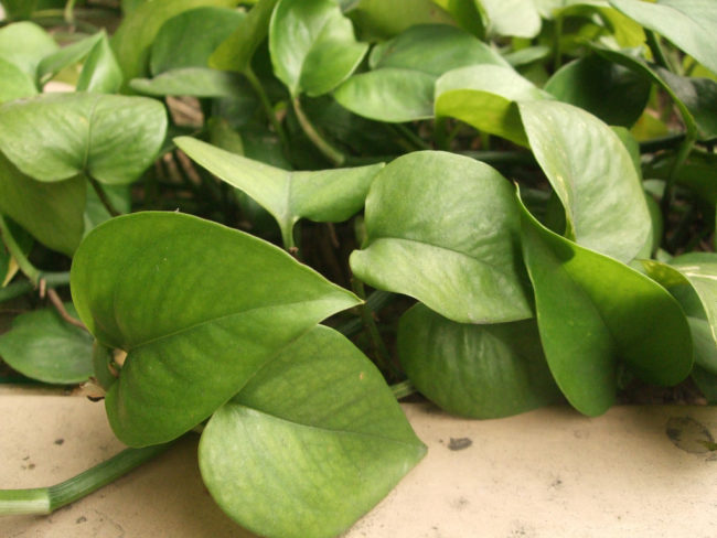 Pothos golden
