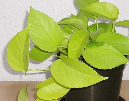 Pothos neon