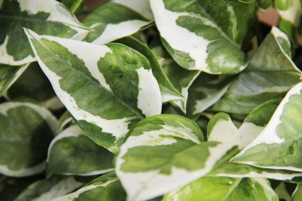 Pothos pearl and jade