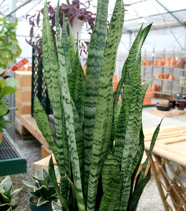Sansevieria zeylanica