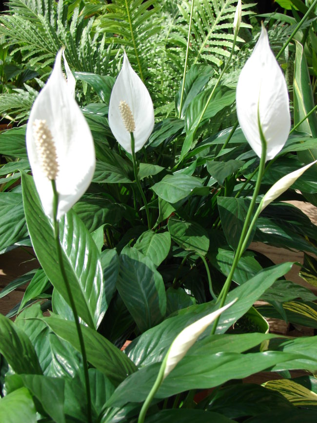 Spathiphyllum