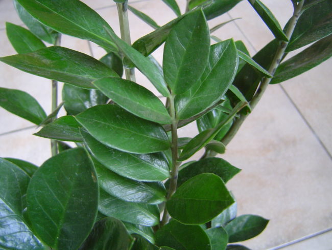 Zamioculcas zamiifolia