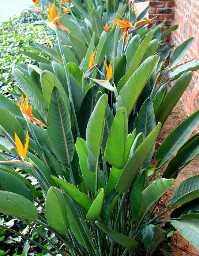 Strelitzia reginae