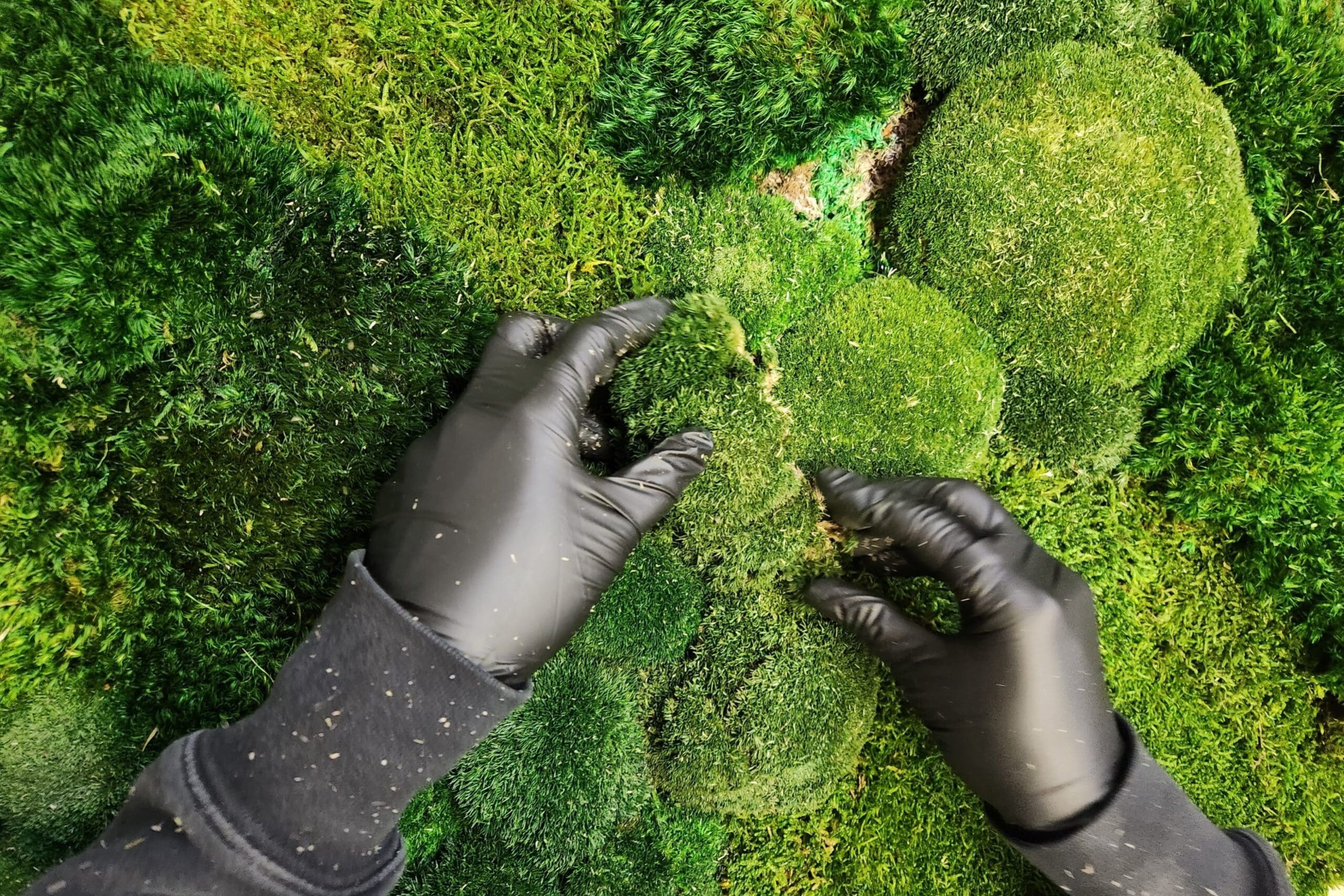 5 essential questions about moss walls