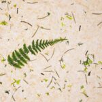 Stone pine forest Papier Flora