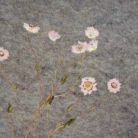 rosy everlasting rosy everlasting