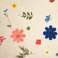 superbloom superbloom