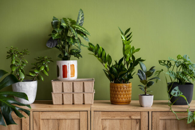 self watering planters